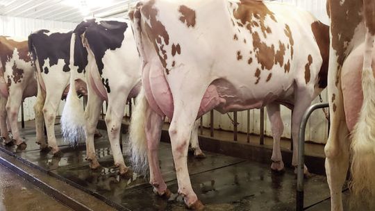 A Taste of Tradition: Meet the Family Behind Kara-Kesh Holsteins