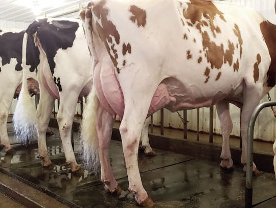 A Taste of Tradition: Meet the Family Behind Kara-Kesh Holsteins