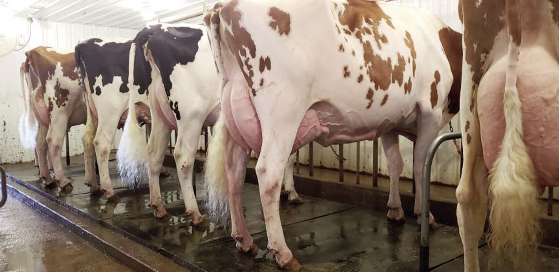 A Taste of Tradition: Meet the Family Behind Kara-Kesh Holsteins